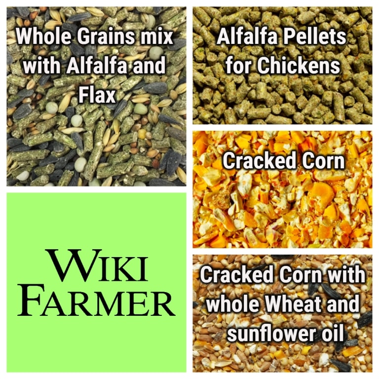 how-to-feed-chickens-wikifarmer