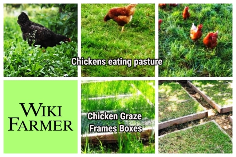 How To Feed Chickens Wikifarmer