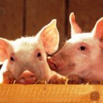 Haltung von Schweinen - Planung - Was braucht man für eine Schweinezucht?