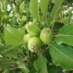 Informationen zum Apfelbaum