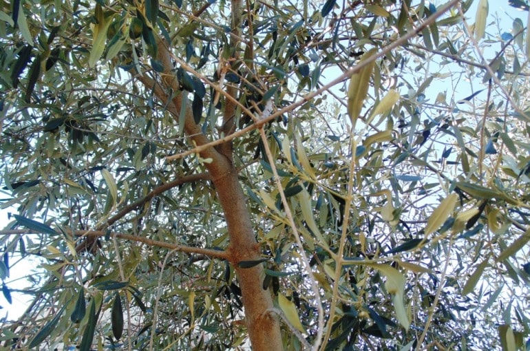 Como podar oliveiras