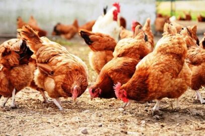 Como selecionar as galinhas para carne ou ovos