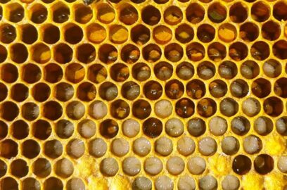Extração de mel