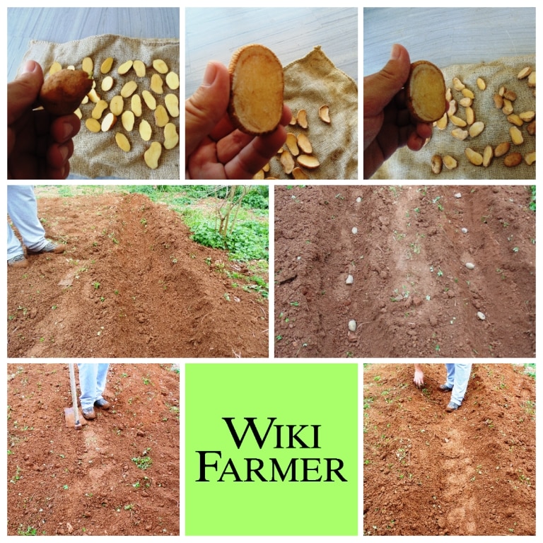رمشة عين نائم حمل  كيفية زراعة البطاطس - Wikifarmer