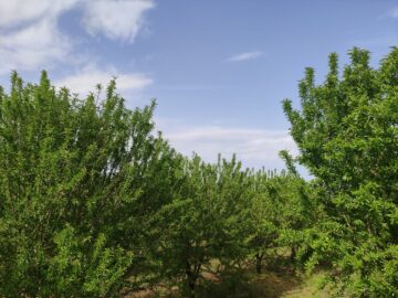 Requisitos de Clima da Árvore de Amêndoa
