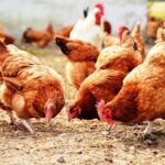 إدارة نفايات الدجاج