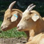 إنتاج سماد الماعز و إدارة الفضلات