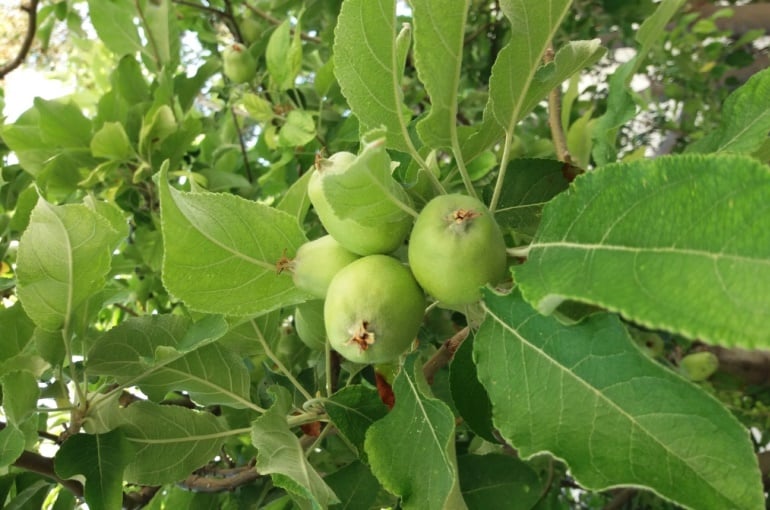 حصاد شجرة التفاح وانتاجها