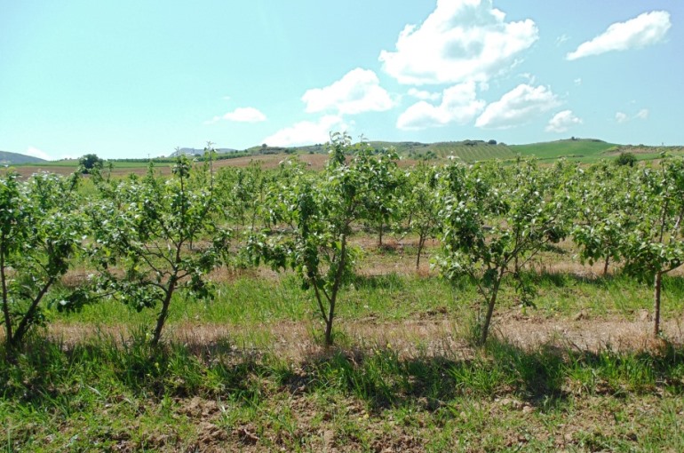 زراعة أشجار التفاح من أجل الربح