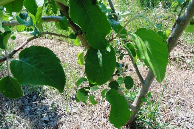 زراعة أشجار التفاح