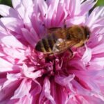 Cómo alimentar a las abejas