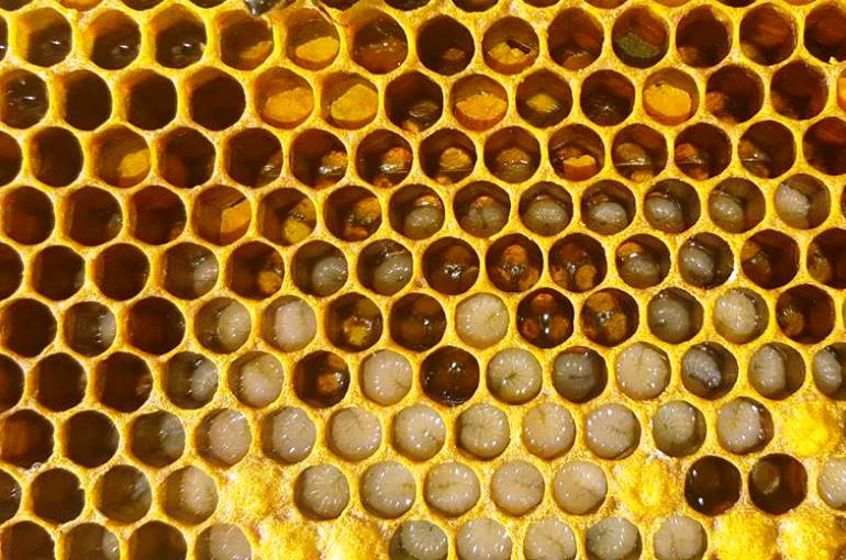 ¿Cómo las abejas producen la miel?