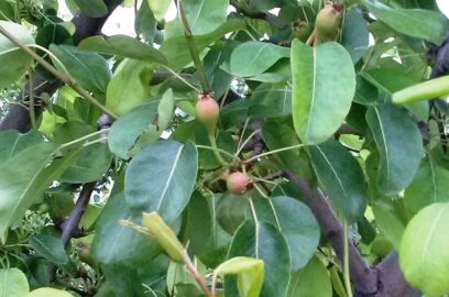 Cómo podar los árboles de pera