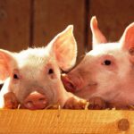 Cómo seleccionar cerdos por su carne o como mascotas