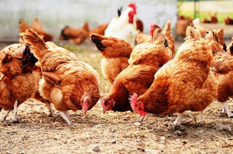 Cómo seleccionar pollos para huevos o carne