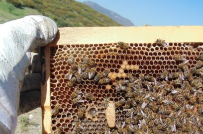 ¿Cómo ser apicultor? – Apicultura para Principiantes