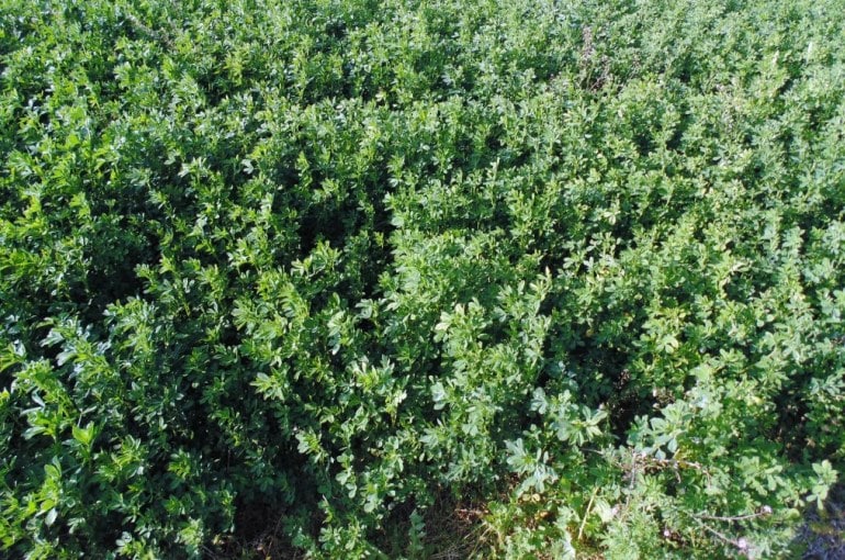 Cosecha y Rendimiento de la Alfalfa por Acre