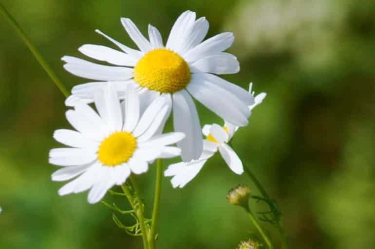 German Chamomile Harvest