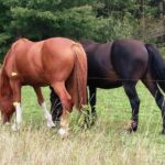 Tipo de alimentacion del caballo – como se alimenta el caballo