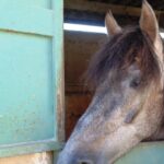 Вопросы и ответы о лошадях