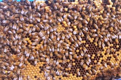 Главные болезни медоносных пчёл