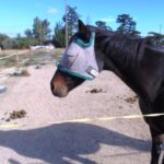 Обработка отходов и навоза лошадей