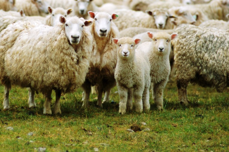 Обработка отходов и навоза овец