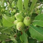 Уборка яблок – средняя урожайность яблок с гектара