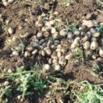 уборка картофеля сроки - средняя урожайность картофеля с гектара