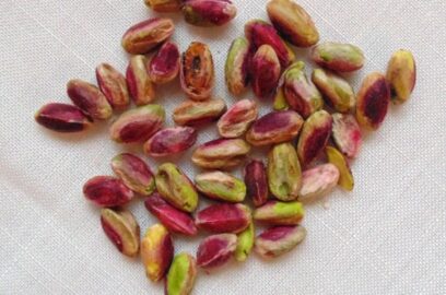 Cultivo de pistacho a partir de la semilla