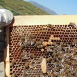 تربية النحل للمبتدئين