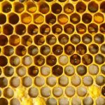 جمع العسل