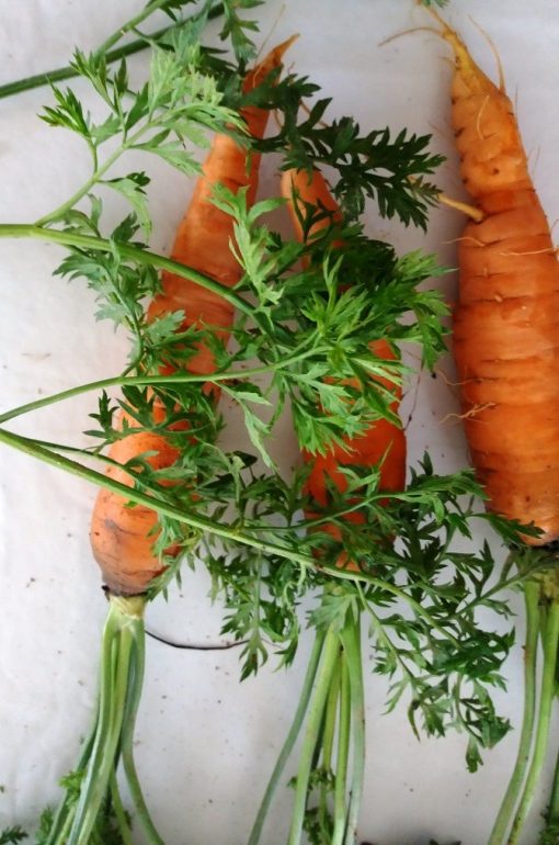 grow carrots