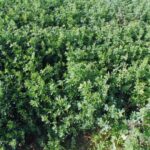 Besoins en fertilisant de l’alfalfa