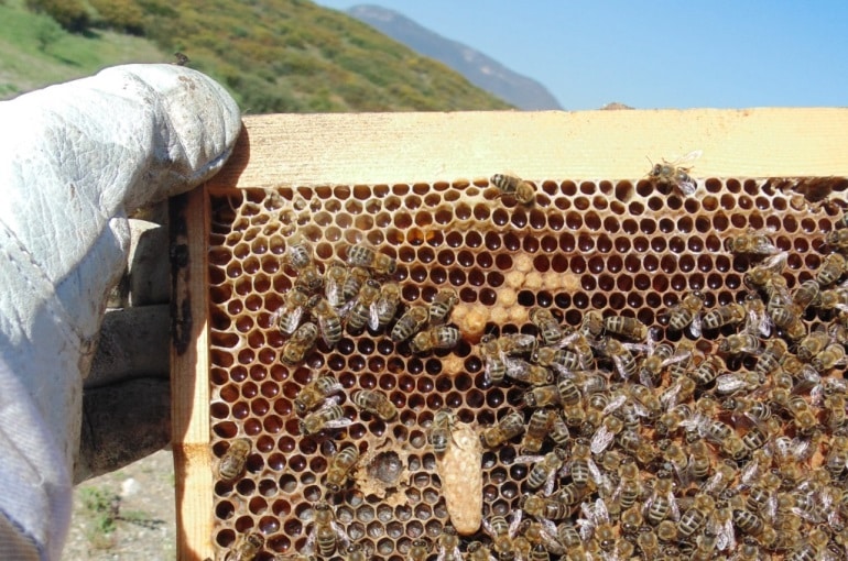 Débuter en apiculture