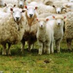La production de fumier de mouton et la gestion des déchets