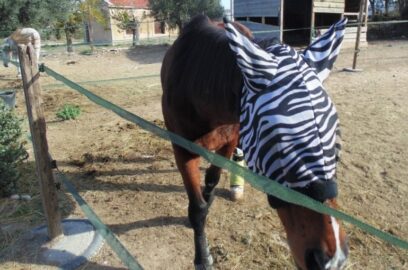 Soins, Santé et Sécurité des chevaux
