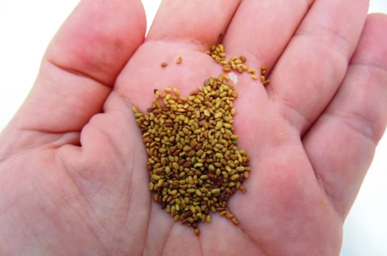 Taux et densité de semis de l’alfalfa