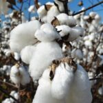 Récolter le coton et rendement du coton par hectare