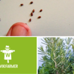 Semer et planter du romarin, taux de semis et de population des plantes
