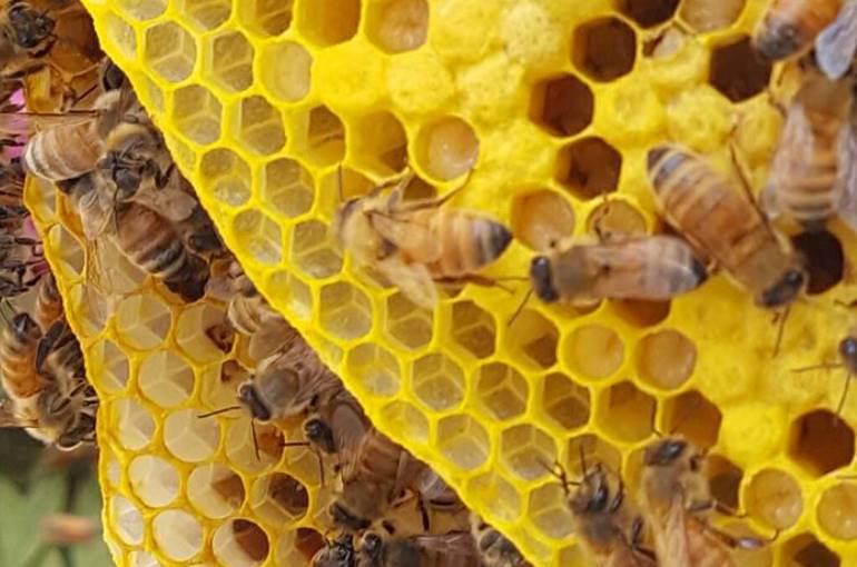शहद निर्माण करने वाली मधुमक्खियों की समाज संरचना और संगठन