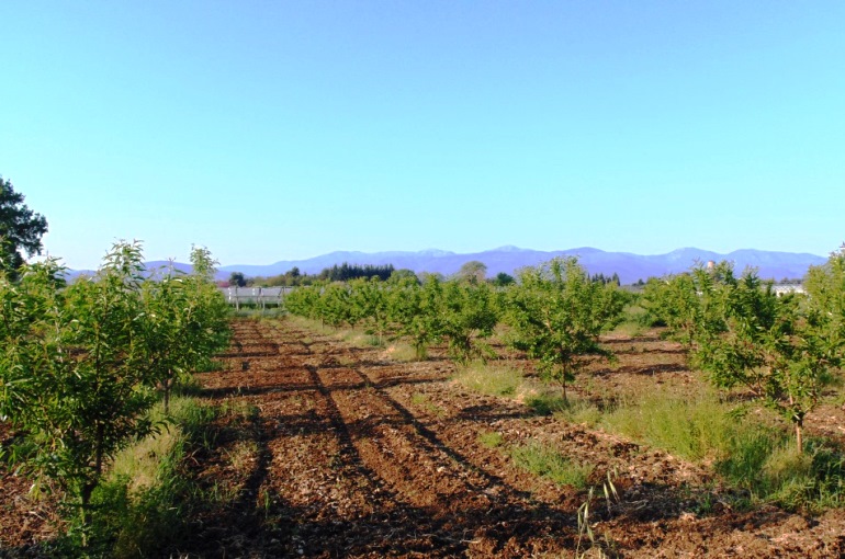 Crop and Field Selection, Soil Preparation