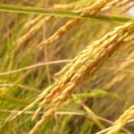 Rice Harvesting, Yield per Hectare and Storage