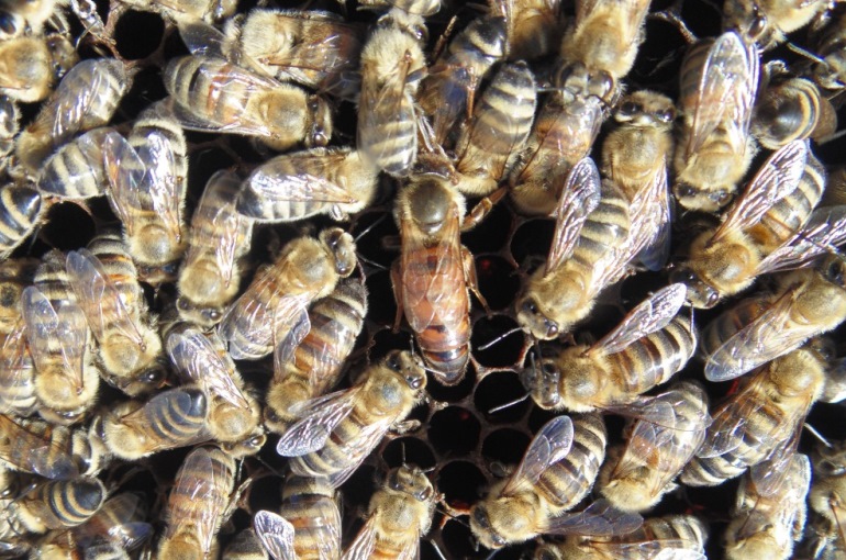 Sozialstruktur und Organisation von Bienen