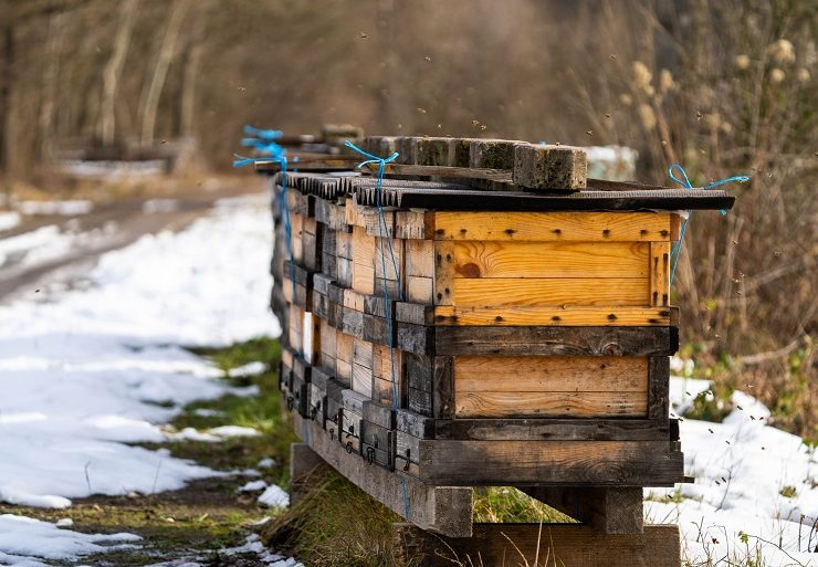 Vorbereitung der Bienenstöcke für den Winter