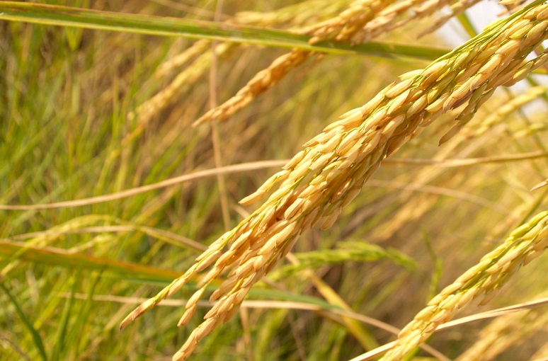 rice plant harvest