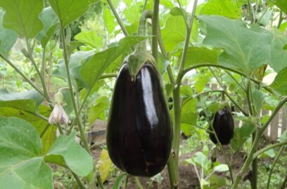8 things to consider when growing Eggplants in your Backyard