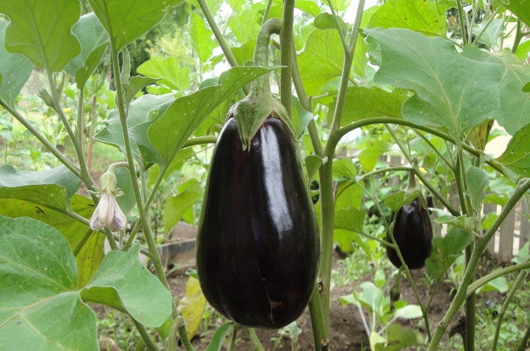 growing chinese eggplant