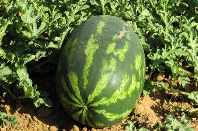 8 things to consider when growing Watermelons in your Backyard