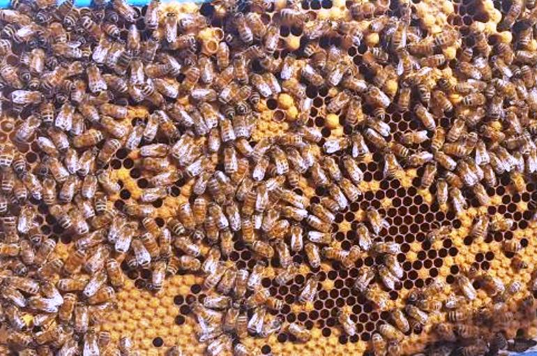 Bệnh chính cho ong mật